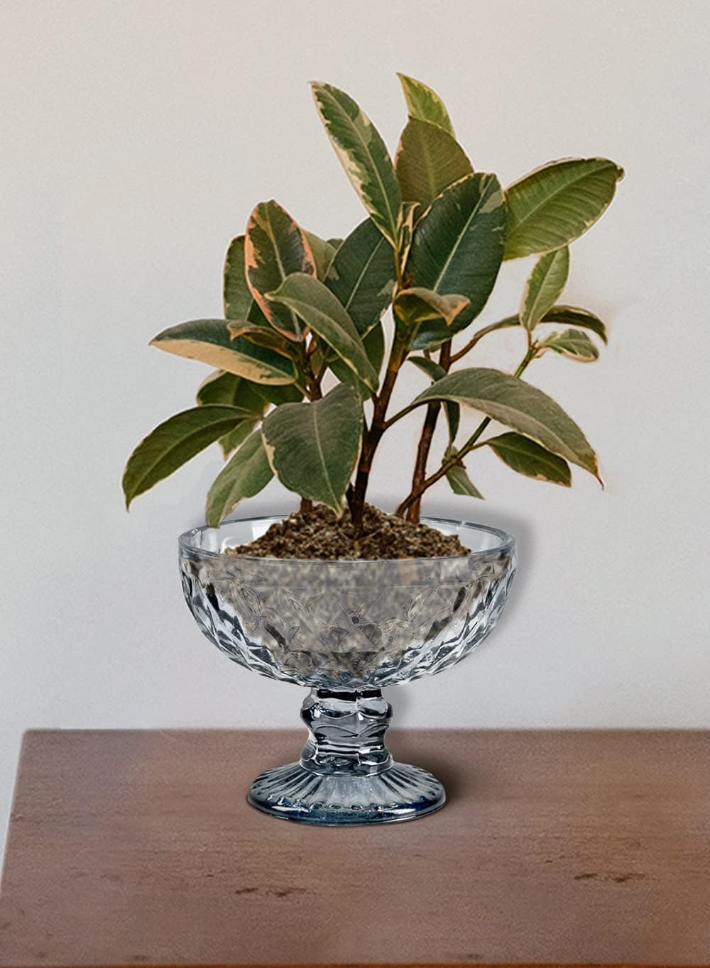 Serene Spaces Living Smokey Glass Pedestal Bowl 5 Diameter 4 Tall